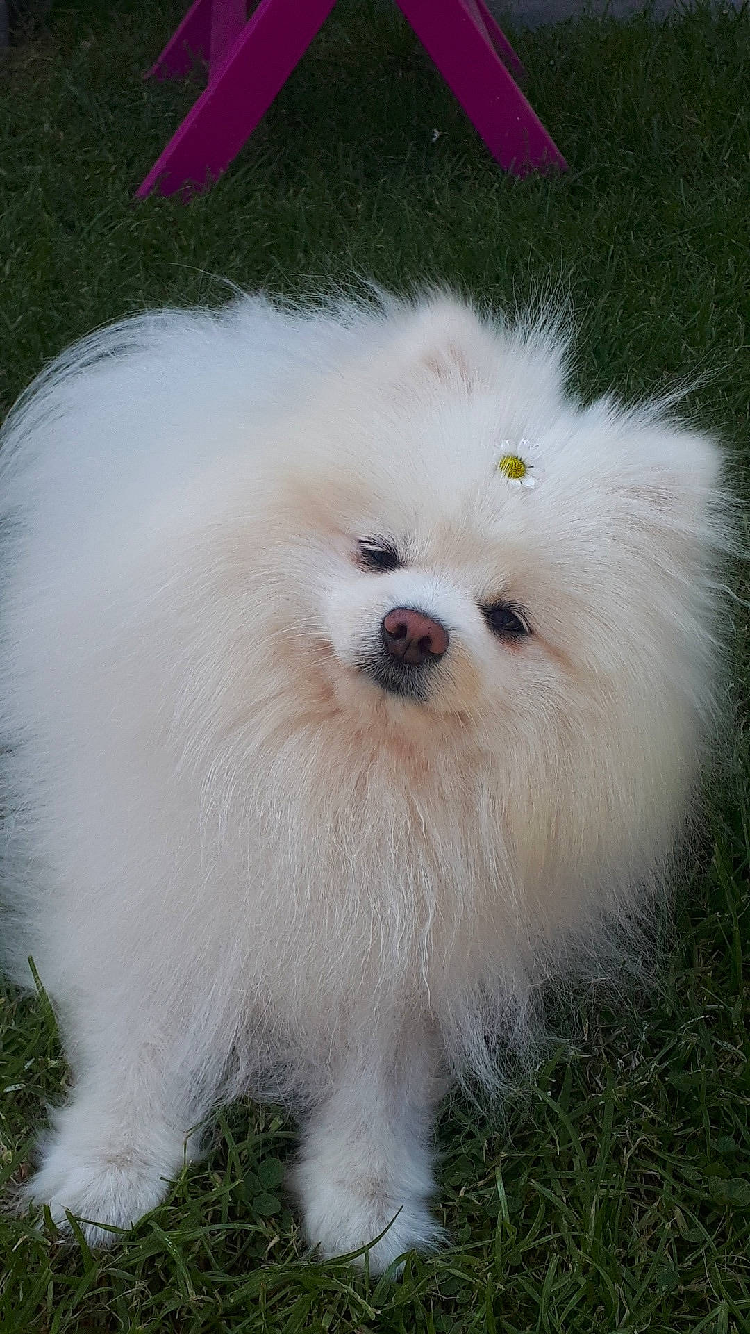 Moumoute participe au concours pour gagner de l'argent avec cette photo : bichon, bolognese, canidae, carnivore, companion_dog, coton_de_tulear, dog, dog_breed, german_spitz_klein, japanese_spitz, maltese, mammal, non_sporting_group, pomeranian, rare_breed_dog, snout, spitz, toy_dog, vertebrate, volpino_italiano