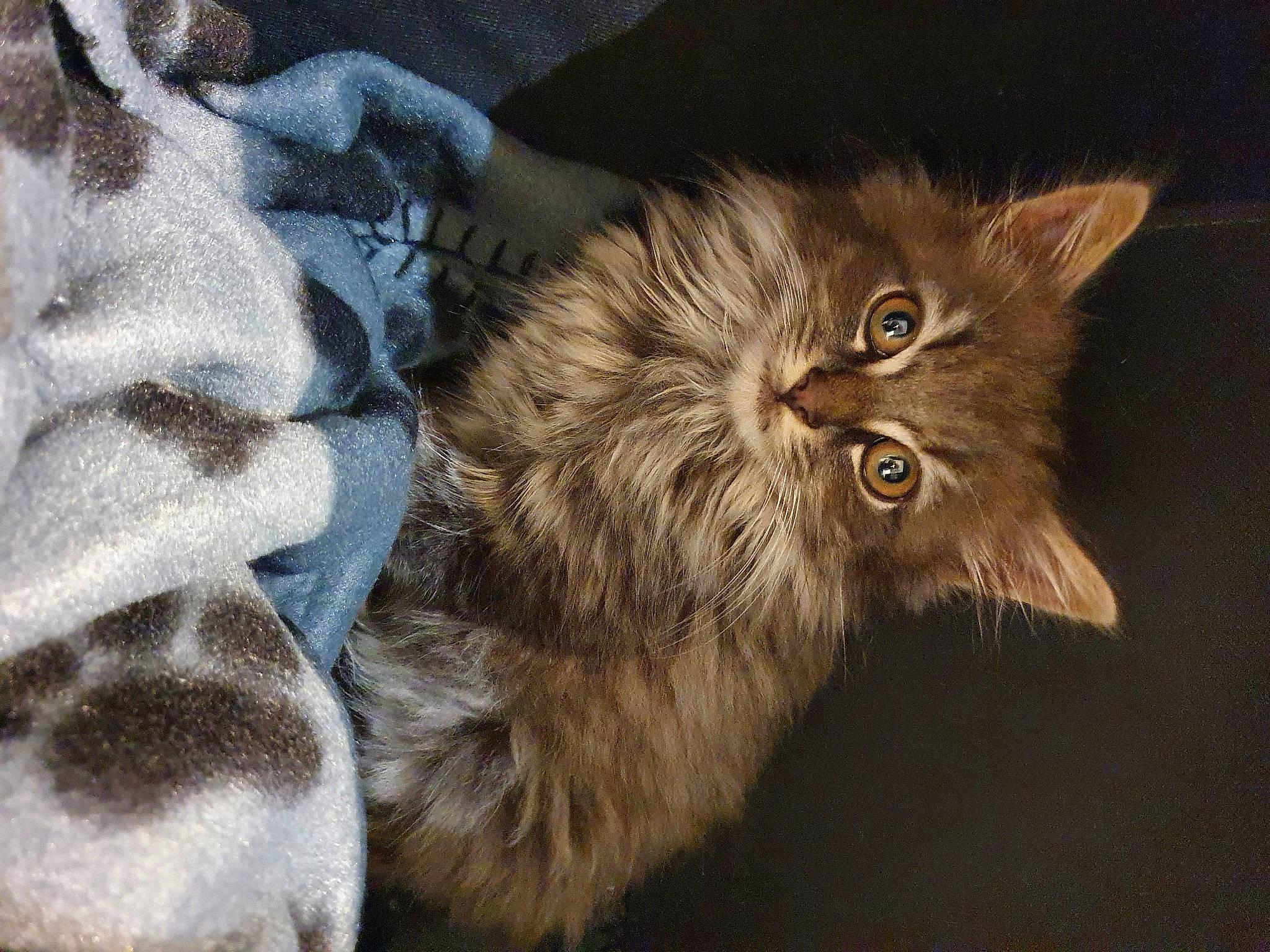 Saxo a rejoint le concours — aidez-le/la à gagner de superbes lots ! british_longhair, carnivore, cat, claw, domestic_short_haired_cat, felidae, fur, maine_coon, pattern, paw, small_to_medium_sized_cats, snout, tail, terrestrial_animal, whiskers