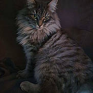 Saxo a rejoint le concours — aidez-le/la à gagner de superbes lots ! cat, fluffy, animal, pet, feline, sitting, portrait, fur, whiskers, ears, eyes, indoor, dark, calm, closeup, mammal, cute, furry, domestic, facing_camera