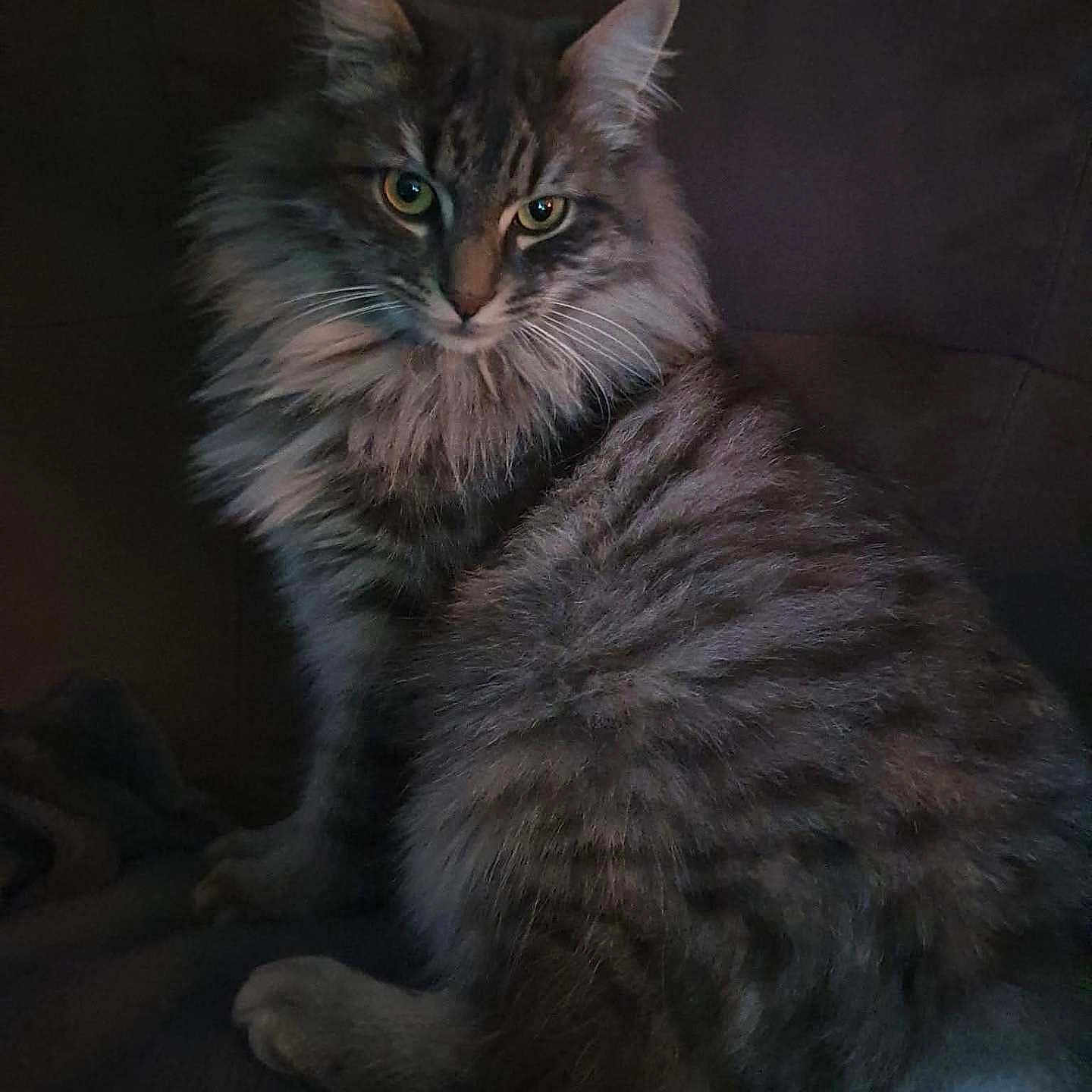 Saxo a rejoint le concours — aidez-le/la à gagner de superbes lots ! cat, fluffy, animal, pet, feline, sitting, portrait, fur, whiskers, ears, eyes, indoor, dark, calm, closeup, mammal, cute, furry, domestic, facing_camera