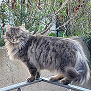 Saxo participe au concours pour gagner de l'argent avec cette photo : alert, animal, balanced, cat, feline, flower, fluffy, fur, garden, gray_tabby, greenery, metal_railing, nature, outdoor, pet, plant, standing, tail, tree, whiskers