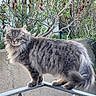 alert, animal, balanced, cat, feline, flower, fluffy, fur, garden, gray_tabby, greenery, metal_railing, nature, outdoor, pet, plant, standing, tail, tree, whiskers