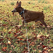 Marz is registered to the contest to win money with this photo: alert, animal, autumn_leaves, brown_dog, canine, collar, daylight, dog, ears_up, fall, field, grass, leash, nature, one_paw_raised, outdoor, park, pet, standing, walking