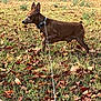 alert, animal, autumn_leaves, brown_dog, canine, collar, daylight, dog, ears_up, fall, field, grass, leash, nature, one_paw_raised, outdoor, park, pet, standing, walking