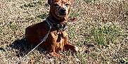 Marz joined the competition — help win amazing prizes! alert, animal, brown_dog, canine, collar, dog, domestic_animal, ears_up, field, grass, grassland, leash, muzzle, nature, outdoor, pet, quiet, resting, summer, sunlight