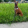 Marz is registered to the contest to win money with this photo: alert, animal, brown_dog, canine, collar, daylight, dog, field, grass, greenery, houses, leash, nature, outdoor, pet, sidewalk, sitting, sky, suburban, trees