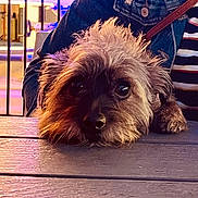 Shelby Lynn is registered to the contest to win money with this photo: animal, brown_fur, canine, casual, closeup, cozy, cute, denim_jacket, dog, evening, face, fur, leash, outdoor, pet, portrait, resting, striped_clothing, waiting, wooden_table