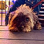 animal, brown_fur, canine, casual, closeup, cozy, cute, denim_jacket, dog, evening, face, fur, leash, outdoor, pet, portrait, resting, striped_clothing, waiting, wooden_table