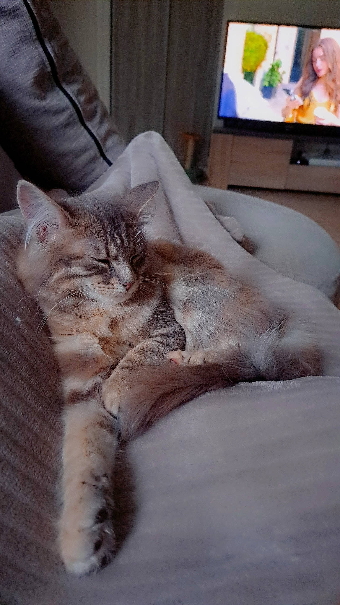 Ponyo participe au concours pour gagner de l'argent avec cette photo : bed, cable_television, carnivore, cat, comfort, couch, domestic_short_haired_cat, fawn, felidae, flooring, furniture, grey, human_leg, linens, paw, small_to_medium_sized_cats, tail, television, whiskers, wood