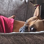 Booly joined the competition — help win amazing prizes! dog, couch, fabric, red_cloth, pet, indoor, resting, brown_dog, ears, face, fur, relaxation, home, closeup, texture, furniture, animal, looking, curious, comfort