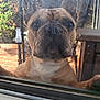 dog, french_bulldog, window, glass, face, pet, curious, outdoor, smudged, nose, ears, animal, closeup, paw, reflection, daylight, backyard, furniture, wood, tile