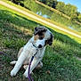 Aïko participe au concours pour gagner de l'argent avec cette photo : puppy, dog, grass, leash, outdoor, nature, pond, trees, sunny, blue_sky, cute, fluffy, sitting, young_dog, collar, playful, pet, canine, animal, summer