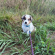 Aïko a rejoint le concours — aidez-le/la à gagner de superbes lots ! puppy, dog, grass, leash, collar, outdoor, nature, animal, young_dog, blue_eyes, fur, sitting, pet, field, greenery, cute, canine, young_animal, wild_plants, daylight