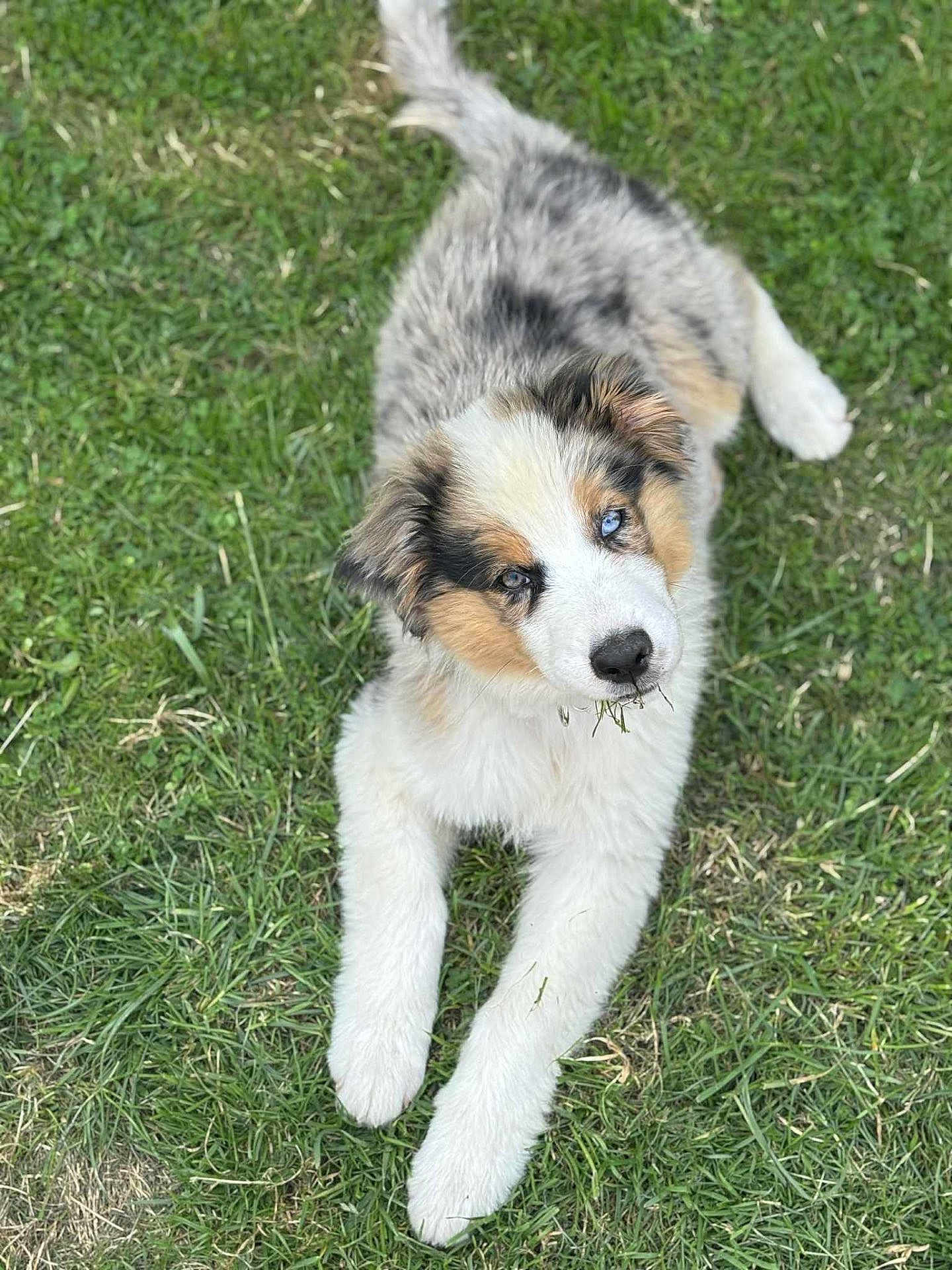 Aïko a rejoint le concours — aidez-le/la à gagner de superbes lots ! puppy, dog, grass, outdoor, animal, cute, fluffy, lying_down, heterochromia, pet, nature, young, fur, playful, green, muzzle, ears, eyes, adorable, portrait