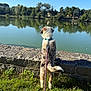 Aïko participe au concours pour gagner de l'argent avec cette photo : dog, leash, grass, stone_wall, lake, water, reflection, trees, sky, outdoor, nature, sunlight, collar, animal, pet, canine, daytime, scenic, back_view, curious