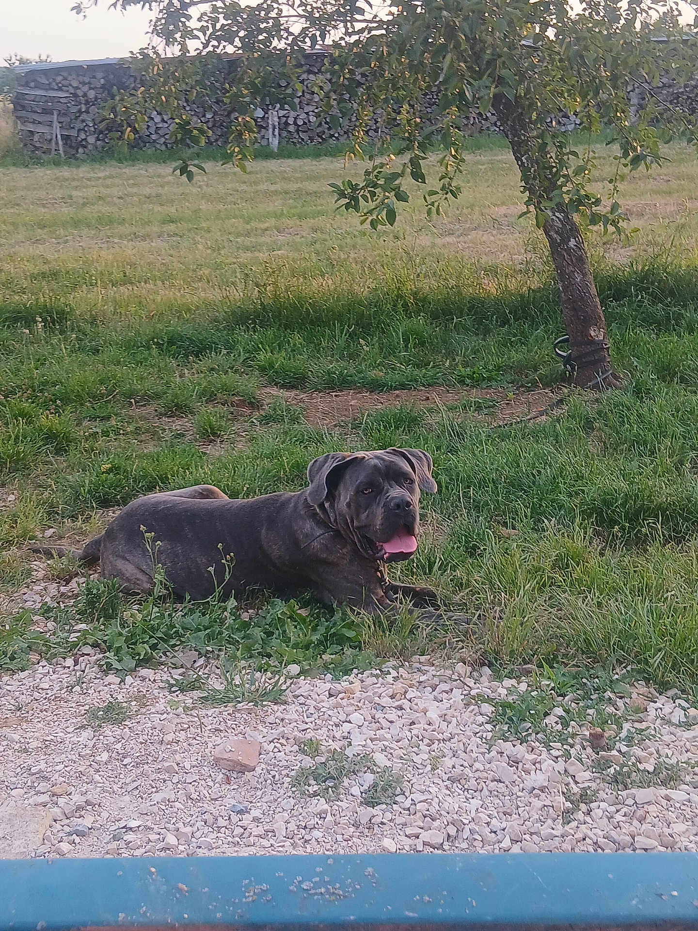 Vaya a rejoint le concours — aidez-le/la à gagner de superbes lots ! dog, outdoor, grass, tree, field, nature, pet, animal, tongue_out, relaxed, daylight, rural, landscape, woodpile, canine, leash, ground, greenery, summer, resting