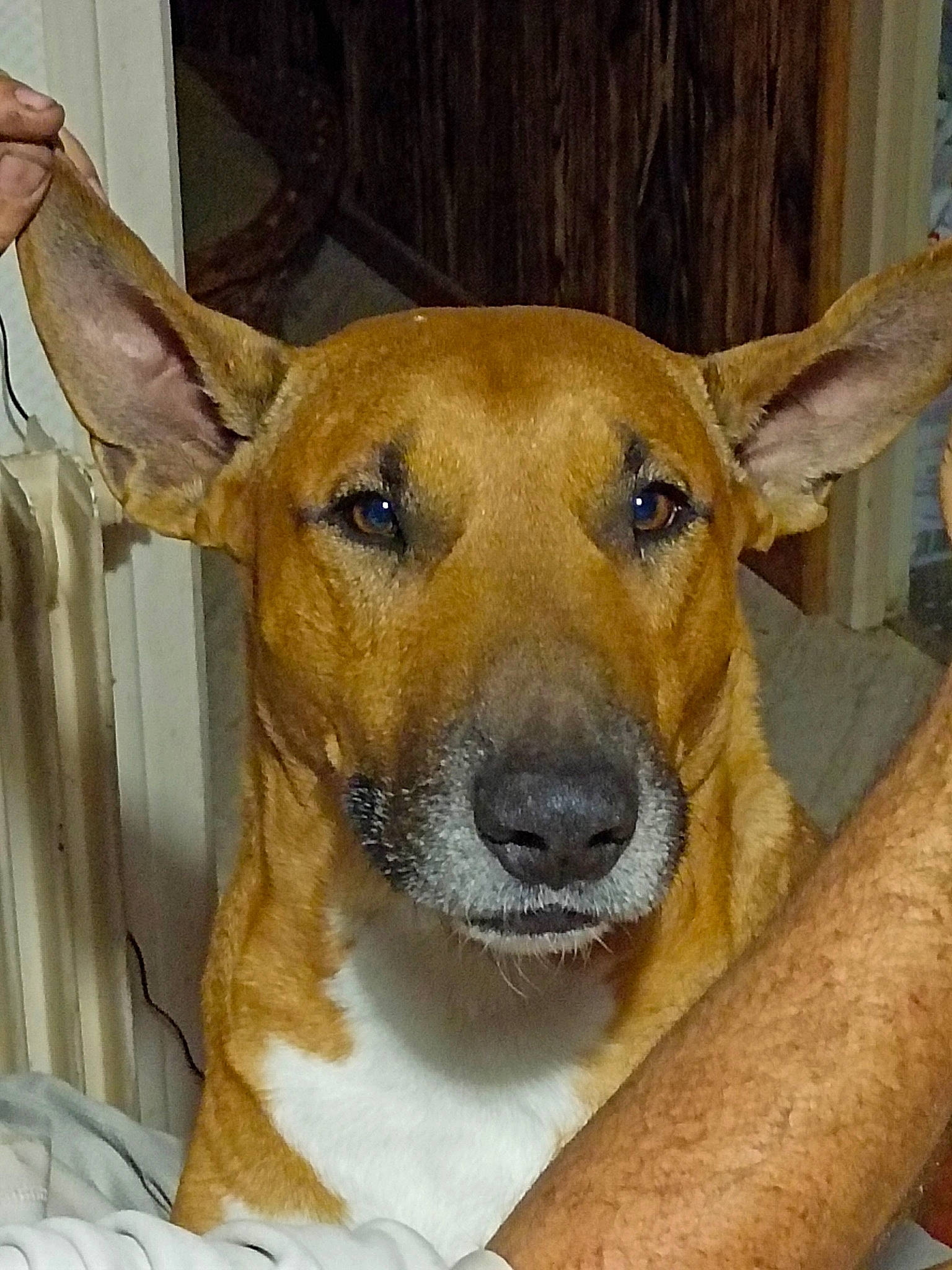 Nyrko participe au concours pour gagner de l'argent avec cette photo : ancient_dog_breeds, canidae, carnivore, collar, companion_dog, dog, dog_breed, ear, fawn, fur, head, jaw, non_sporting_group, pet_supply, snout, sporting_group, whiskers, working_animal, working_dog