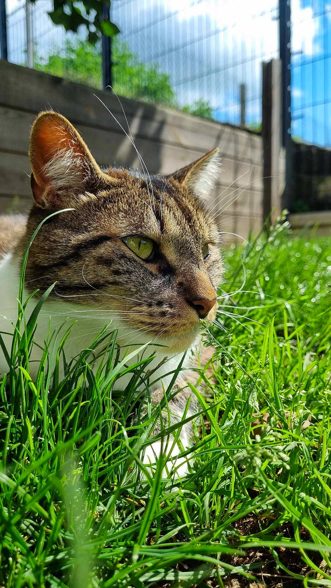Chaussette a rejoint le concours — aidez-le/la à gagner de superbes lots ! carnivore, cat, domestic_short_haired_cat, fawn, felidae, fence, fur, grass, grass_family, groundcover, lawn, mesh, plant, sky, small_to_medium_sized_cats, snout, terrestrial_animal, tree, whiskers, wildlife