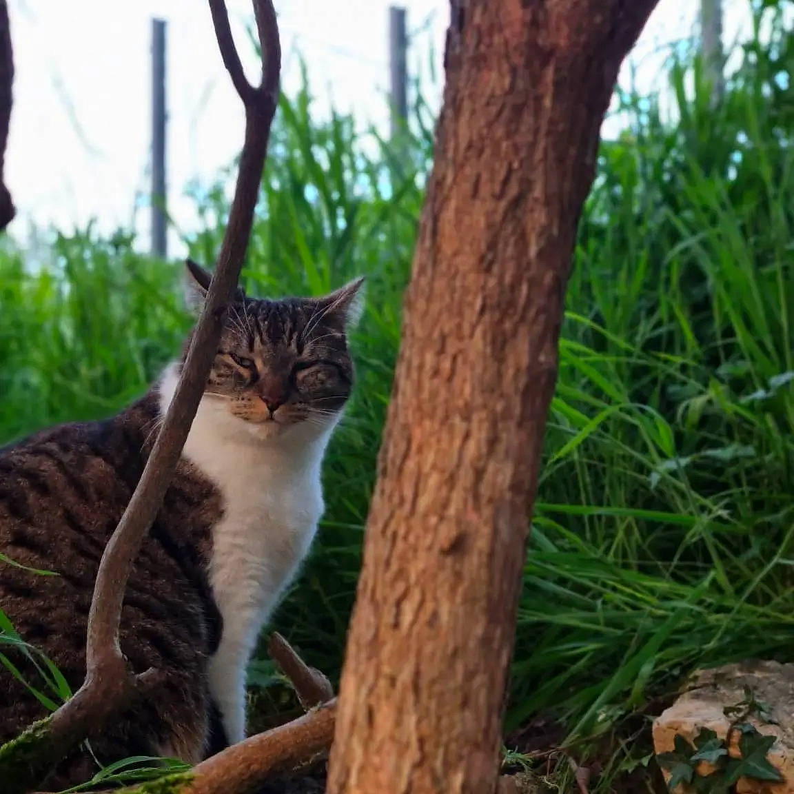 Chaussette participe au concours pour gagner de l'argent avec cette photo : carnivore, cat, domestic_short_haired_cat, fawn, felidae, fur, grass, plant, plant_stem, sitting, small_to_medium_sized_cats, snout, tail, terrestrial_animal, tree, trunk, twig, whiskers, wildlife, wood