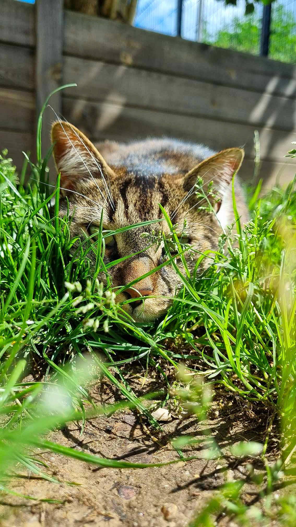 Chaussette a rejoint le concours — aidez-le/la à gagner de superbes lots ! carnivore, cat, domestic_short_haired_cat, eye, fawn, felidae, grass, groundcover, houseplant, lynx, mammal, organism, plant, small_to_medium_sized_cats, snout, tail, terrestrial_animal, tree, vertebrate, whiskers