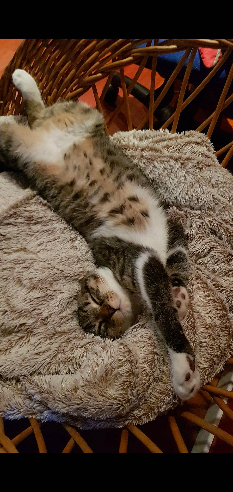 Chaussette a rejoint le concours — aidez-le/la à gagner de superbes lots ! carnivore, cat, claw, comfort, domestic_short_haired_cat, fawn, felidae, fur, grey, nap, paw, sleep, small_to_medium_sized_cats, snout, tail, terrestrial_animal, vertebrate, whiskers, wildlife, wood