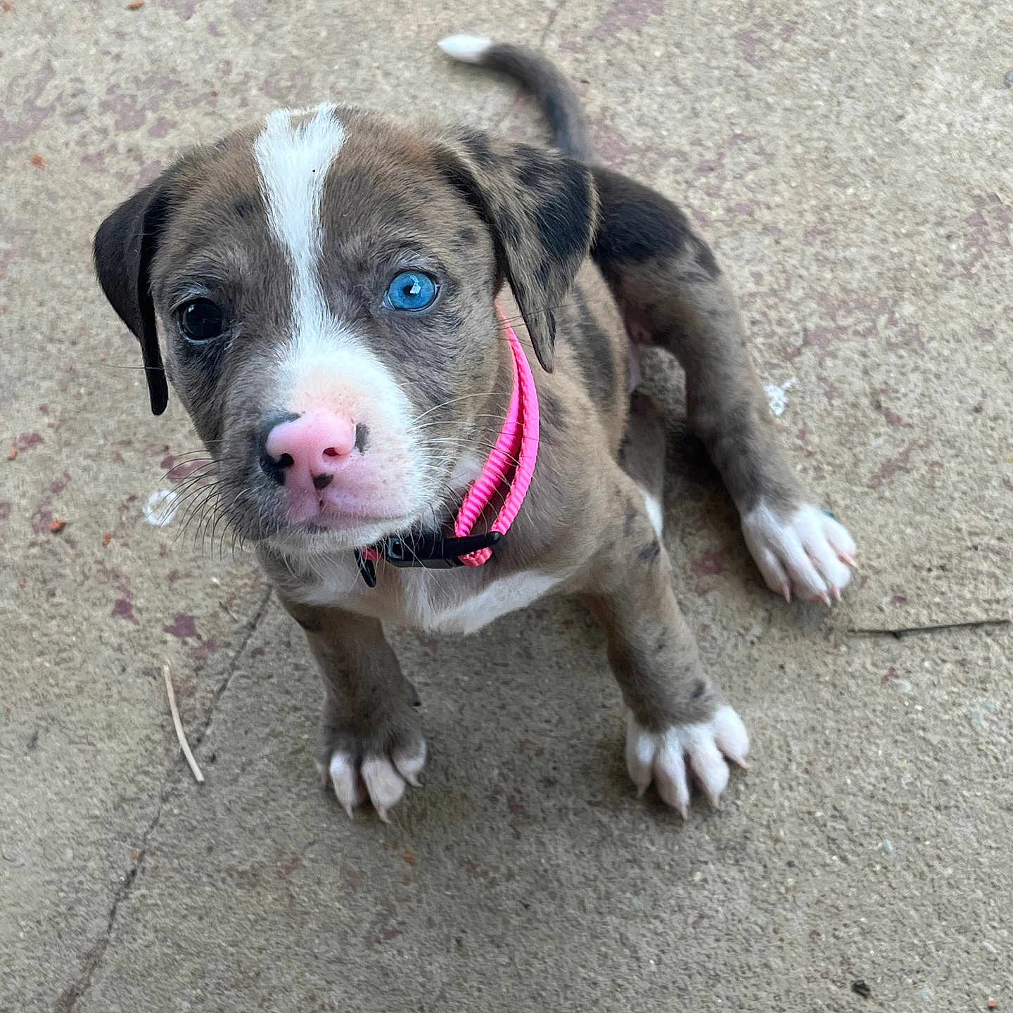 Missy joined the competition — help win amazing prizes! animal, blue_eye, concrete_floor, cute, dog, domestic_animal, ears, fur, heterochromia, looking_up, nose, outdoor, paw, pet, pink_collar, playful, puppy, sitting, whiskers, young_dog