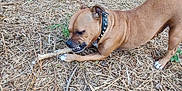 Tyron participe au concours pour gagner de l'argent avec cette photo : dog, brown_dog, chewing, stick, collar, studded_collar, outdoor, straw, dry_grass, ground, paws, teeth, muzzle, canine, pet, nature, vegetation, backyard, playing, animal