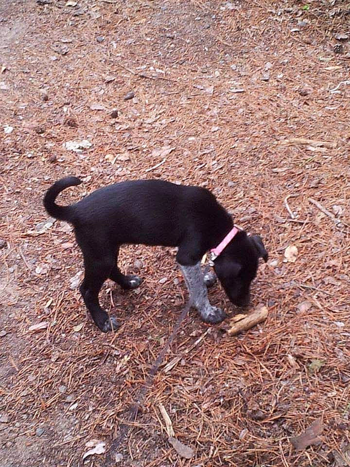 Chloe is registered to the contest to win money with this photo: canidae, carnivore, dog, dog_breed, hunting_dog, mammal, patterdale_terrier, sporting_group, tail, vertebrate