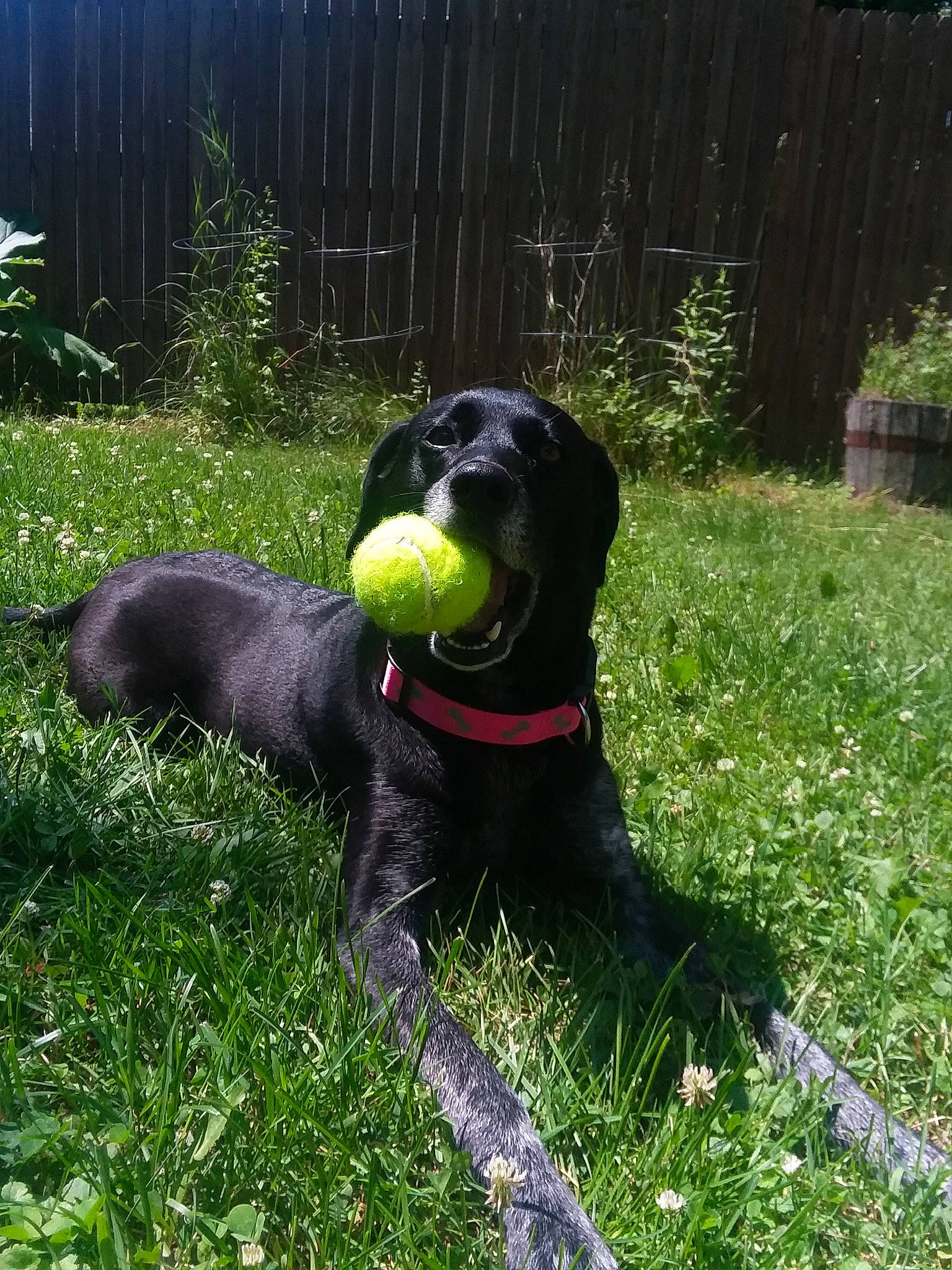 Chloe joined the competition — help win amazing prizes! ball, beagador, borador, canidae, carnivore, companion_dog, dog, dog_breed, dog_collar, flat_coated_retriever, grass, hunting_dog, labrador_retriever, mammal, patterdale_terrier, rare_breed_dog, sporting_group, tail, tennis_ball, vertebrate