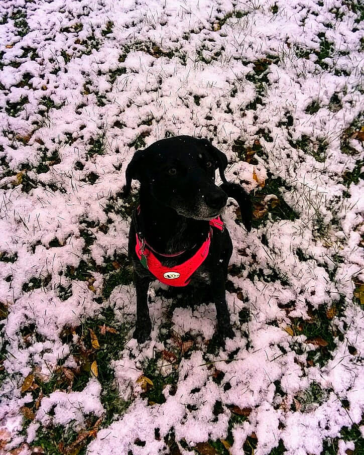 Chloe joined the competition — help win amazing prizes! canidae, carnivore, dog, dog_breed, flower, hunting_dog, labrador_retriever, patterdale_terrier, plant, puppy, retriever, snow, sporting_group, winter