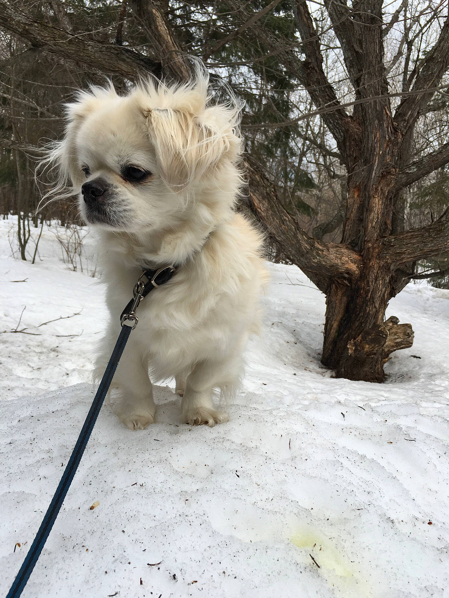 Virgil joined the competition — help win amazing prizes! canidae, carnivore, cavachon, chinese_imperial_dog, companion_dog, coton_de_tulear, dog, dog_breed, glen_of_imaal_terrier, havanese, lhasa_apso, mammal, morkie, puppy, schnoodle, snow, sporting_group, tibetan_terrier, toy_dog, winter