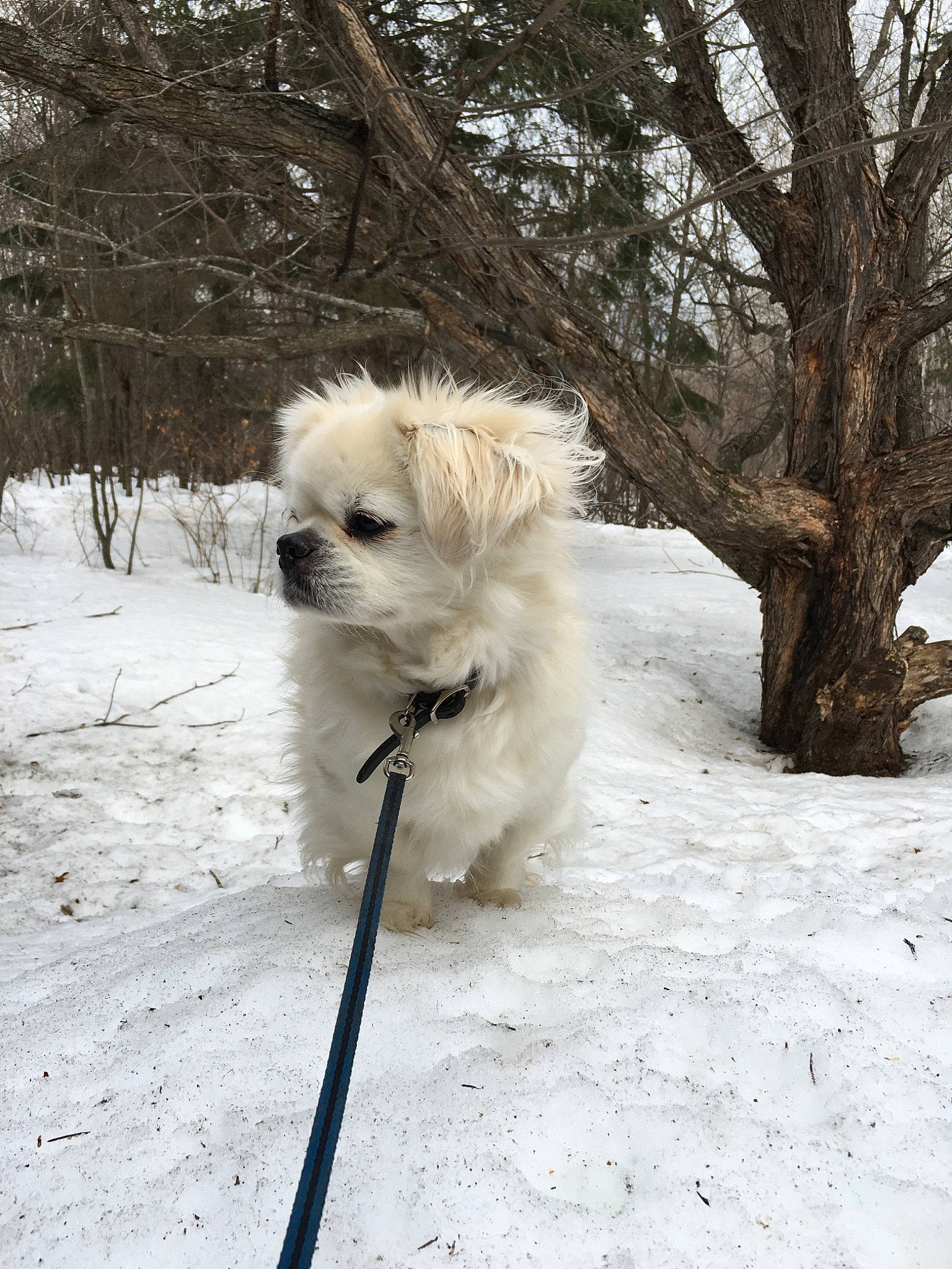 Virgil joined the competition — help win amazing prizes! canidae, carnivore, cavachon, chinese_imperial_dog, companion_dog, dog, dog_breed, havanese, lhasa_apso, mal_shi, mammal, morkie, puppy, rare_breed_dog, shih_tzu, snow, sporting_group, tibetan_spaniel, toy_dog, winter