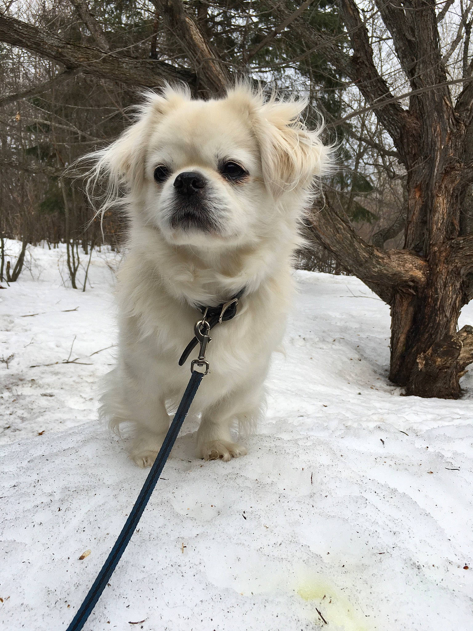 Virgil joined the competition — help win amazing prizes! canidae, carnivore, chinese_imperial_dog, companion_dog, dog, dog_breed, fawn, lhasa_apso, mammal, pekingese, puppy, puppy_love, rare_breed_dog, snout, snow, sporting_group, tibetan_spaniel, toy_dog, whiskers, winter