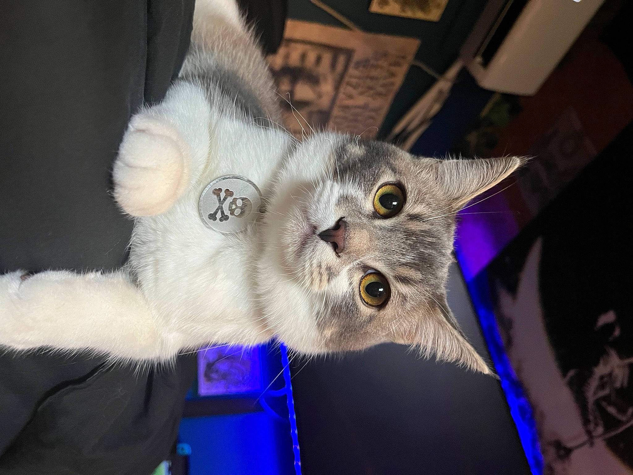 Beerus joined the competition — help win amazing prizes! carnivore, cat, domestic_short_haired_cat, electric_blue, event, felidae, fur, small_to_medium_sized_cats, snout, tail, whiskers