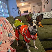 Lucy is registered to the contest to win money with this photo: dog, puppy, orange_sweater, couch, living_room, blanket, plush_toy, grinch, rudolph, pet_collar, wooden_floor, window_blinds, green_couch, indoor, home, pet, small_dog, cute, toy, decor