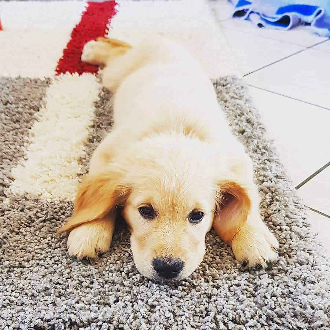 Kala a rejoint le concours — aidez-le/la à gagner de superbes lots ! beagador, canidae, carnivore, companion_dog, dog, dog_breed, fawn, fur, golden_retriever, labrador_retriever, mammal, paw, puppy, puppy_love, rare_breed_dog, retriever, small_greek_domestic_dog, snout, sporting_group, vertebrate