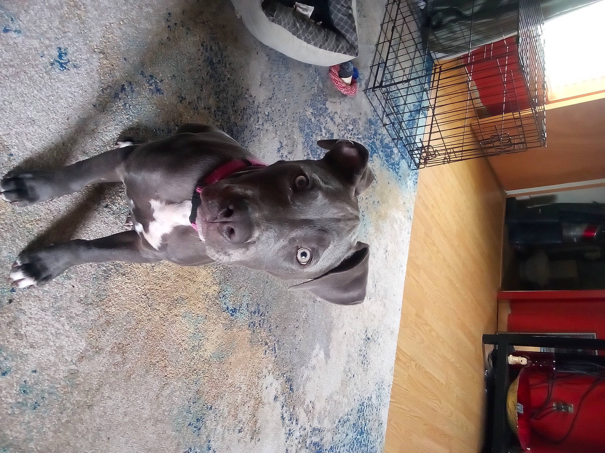 Bella is registered to the contest to win money with this photo: adventure, art, canidae, carmine, carnivore, ceiling, dog, dog_breed, mural, non_sporting_group, sculpture, snout, visual_arts, working_animal