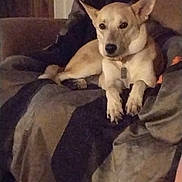 Foxy joined the competition — help win amazing prizes! dog, couch, blanket, indoor, pet, relaxed, wood_paneling, door, furniture, animal, companion, domestic, resting, canine, living_room, cozy, fur, ears, collar, home