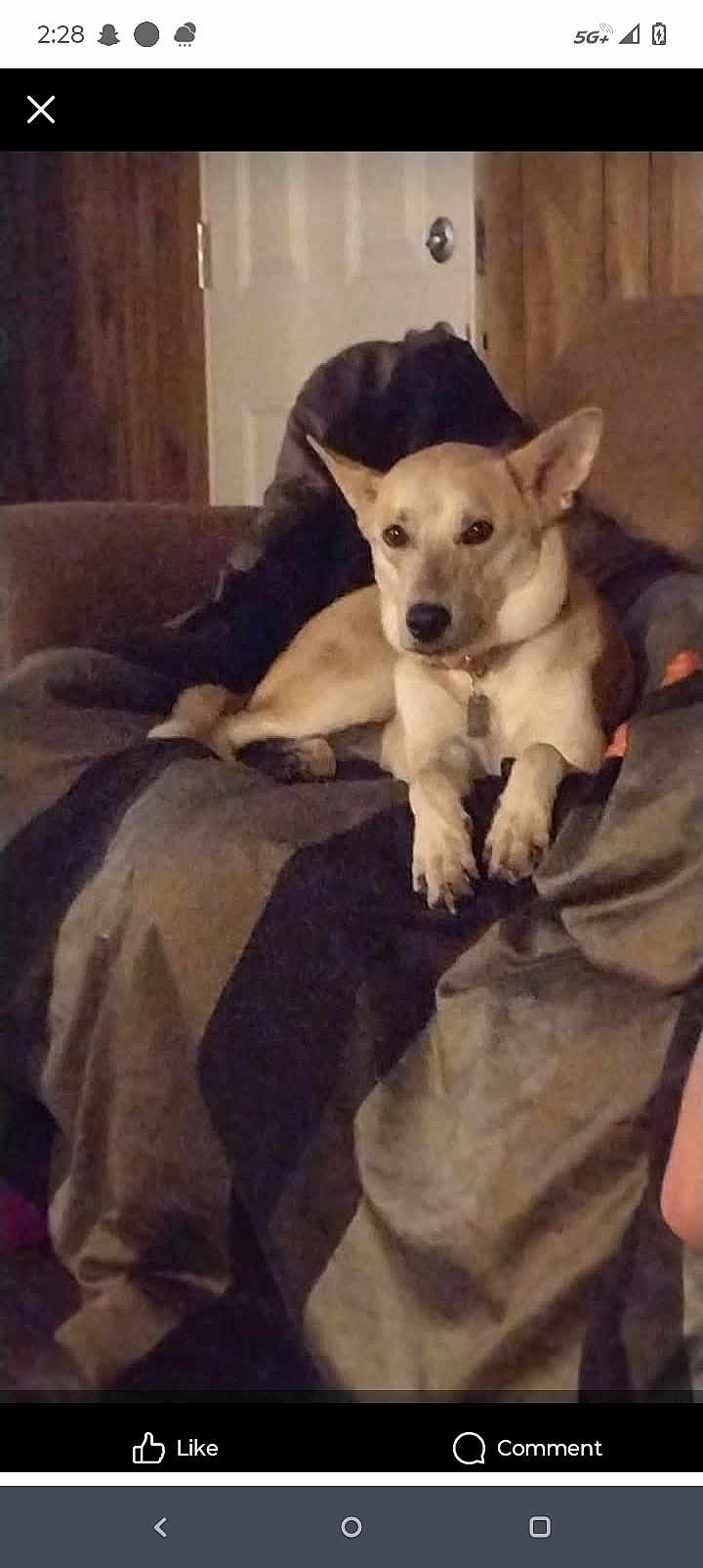 Foxy joined the competition — help win amazing prizes! dog, couch, blanket, indoor, pet, relaxed, wood_paneling, door, furniture, animal, companion, domestic, resting, canine, living_room, cozy, fur, ears, collar, home