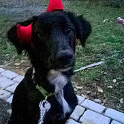 Tina a rejoint le concours — aidez-le/la à gagner de superbes lots ! dog, black_dog, devil_horns, costume, outdoor, grass, paved_path, car, red_car, leash, pet, animal, evening, low_light, sidewalk, nature, canine, mammal, roadside, fall_leaves