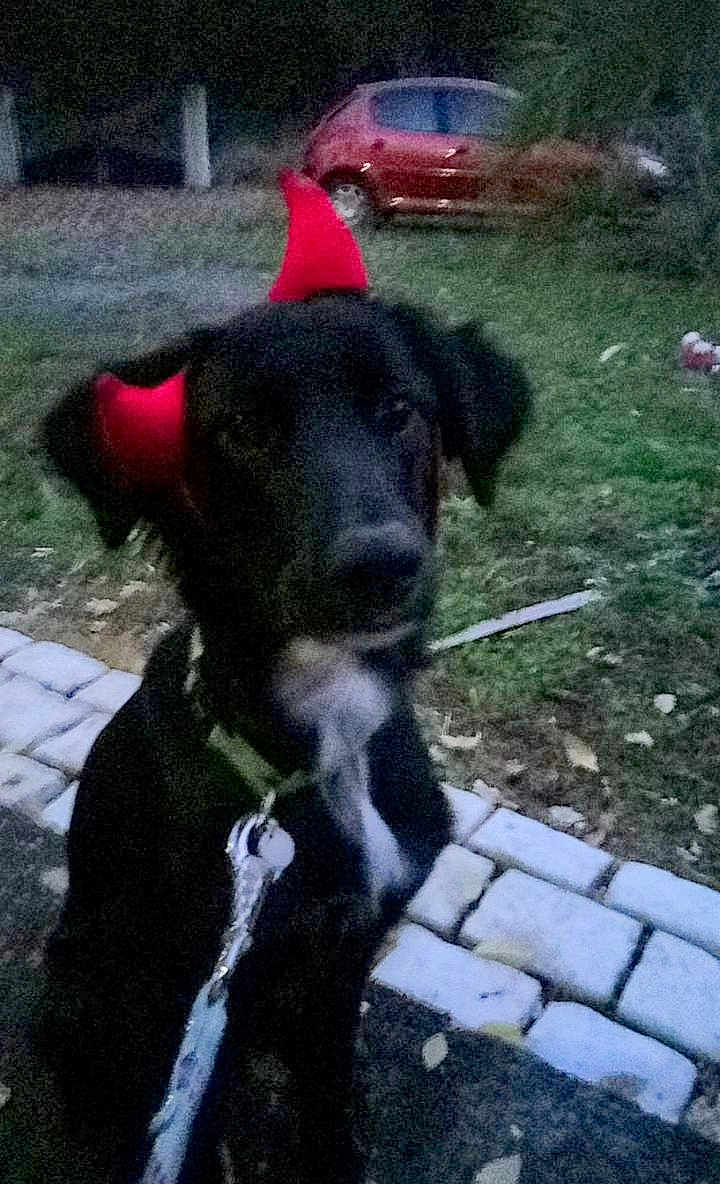 Tina a rejoint le concours — aidez-le/la à gagner de superbes lots ! dog, black_dog, devil_horns, costume, outdoor, grass, paved_path, car, red_car, leash, pet, animal, evening, low_light, sidewalk, nature, canine, mammal, roadside, fall_leaves