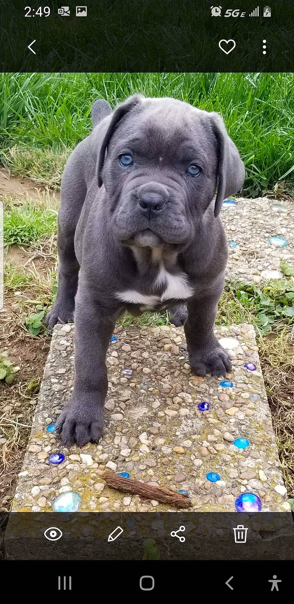 Legend joined the competition — help win amazing prizes! art, bulldog, canidae, carnivore, companion_dog, dog, dog_breed, electric_blue, fawn, grass, groundcover, guard_dog, molosser, plant, sculpture, soil, sporting_group, terrestrial_animal, working_animal, wrinkle