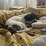 Skylar is registered to the contest to win money with this photo: bed, bee_pattern, black, blanket, books, bookshelf, comfortable, cozy, curtains, dog, figurine, fur, home, indoor, pet, pillow, resting, sleeping, soft_light, white