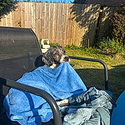 Skylar is registered to the contest to win money with this photo: animal, background, black, blue, canine, chair, dog, fabric, fence, garden, grass, outdoor, pet, relaxed, resting, summer, sunlight, towel, wet, white