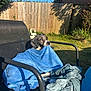 animal, background, black, blue, canine, chair, dog, fabric, fence, garden, grass, outdoor, pet, relaxed, resting, summer, sunlight, towel, wet, white