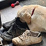Punkie a rejoint le concours — aidez-le/la à gagner de superbes lots ! animal, close_up, collar, curious, dirty, dog, door, floor_mat, indoor, labrador, light_brown, pet, playful, puppy, red_toy, shoe, sneaker, sniffing, toy, worn_out