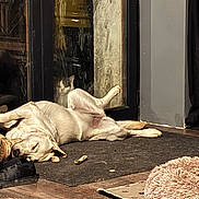 Punkie participe au concours pour gagner de l'argent avec cette photo : animal, bones, brown_floor, canine, cat, cozy, curious, dog, door_frame, feline, floor, glass_door, home, indoor, mat, pet, reflection, relaxed, shoes, sleeping
