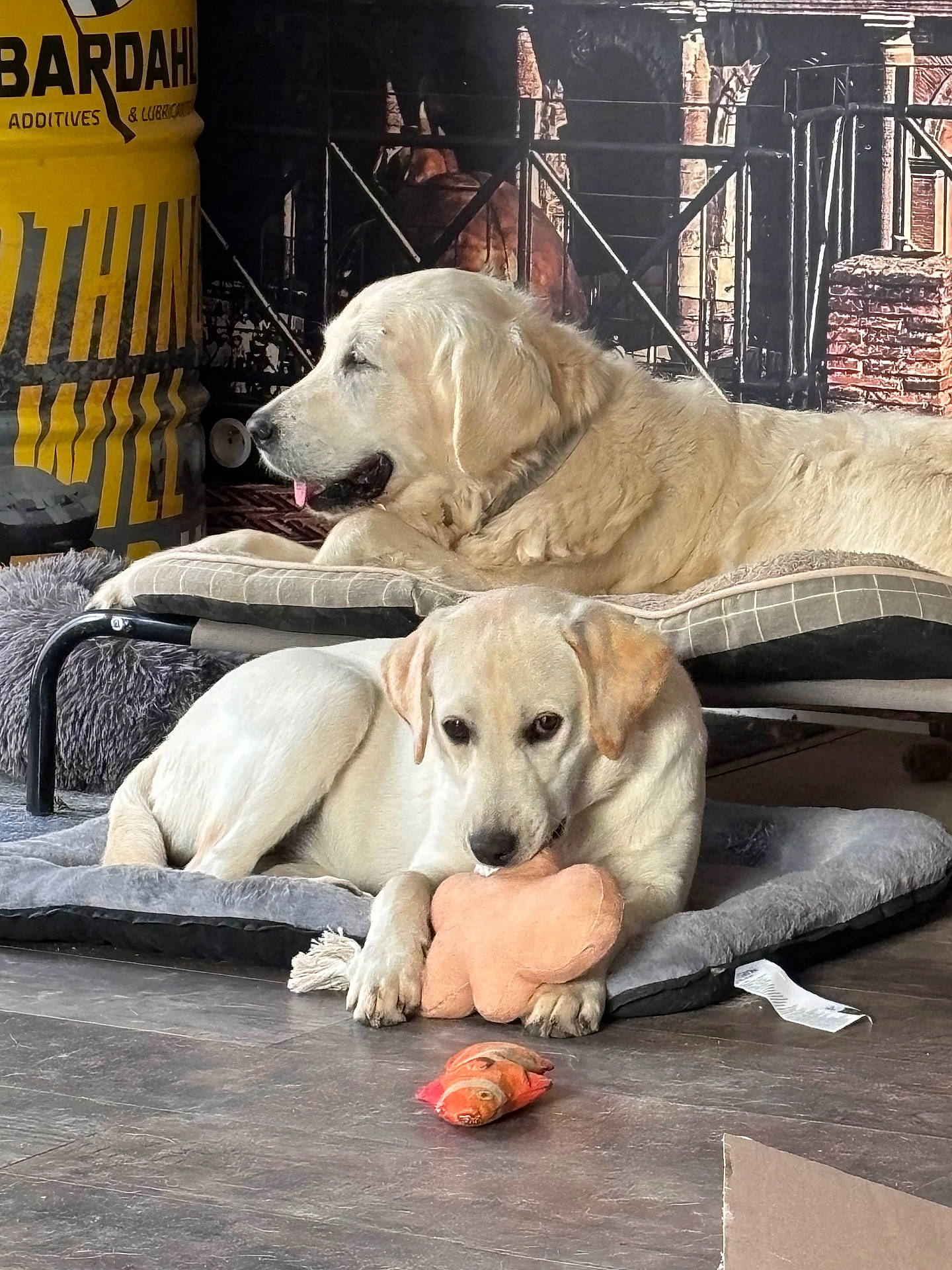 Punkie a rejoint le concours — aidez-le/la à gagner de superbes lots ! animal, bed, canine, chewing, comfort, cozy, dog, domestic, floor, fur, indoor, mammal, pet, playful, relaxed, resting, sleepy, toy, white_dog, yellow_dog