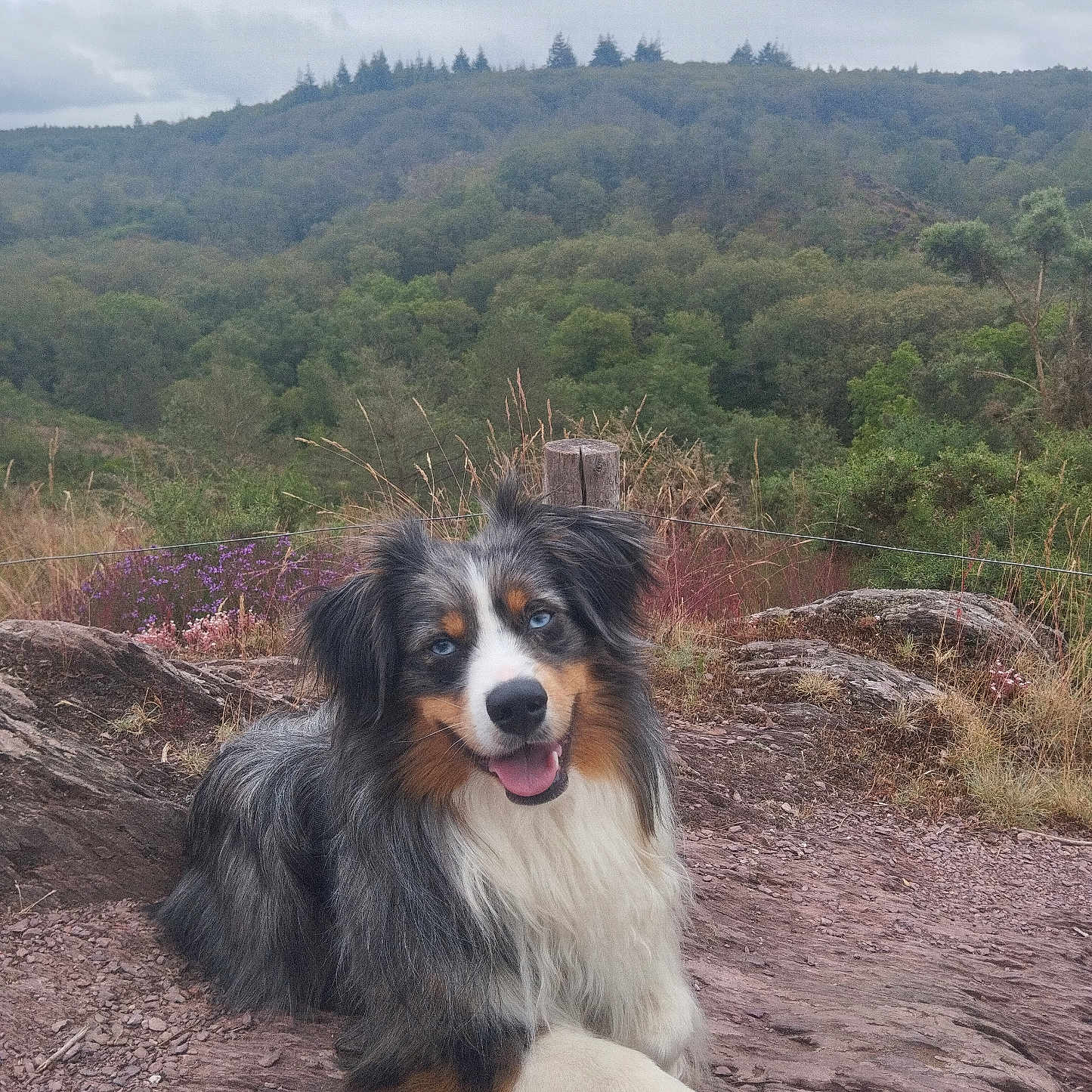 Ulysse participe au concours pour gagner de l'argent avec cette photo : animal, canine, cockerspaniel, collie, dog, field, grass, grassland, hound, nature, outdoors, papillon, pet, plant, puppy, slate, soil, terrier, tree, vegetation