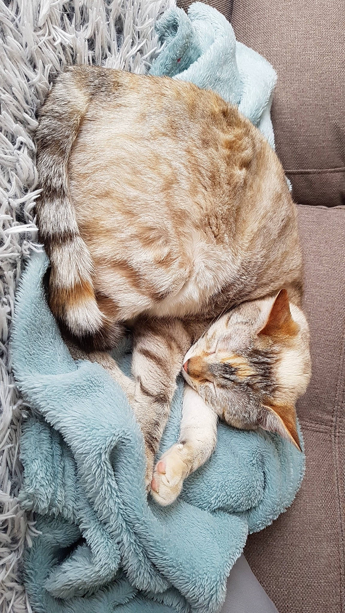 Dinah participe au concours pour gagner de l'argent avec cette photo : carnivore, cat, claw, comfort, domestic_short_haired_cat, fawn, felidae, fur, grass, grey, hat, linens, nap, paw, sitting, sleep, small_to_medium_sized_cats, tail, whiskers, wood